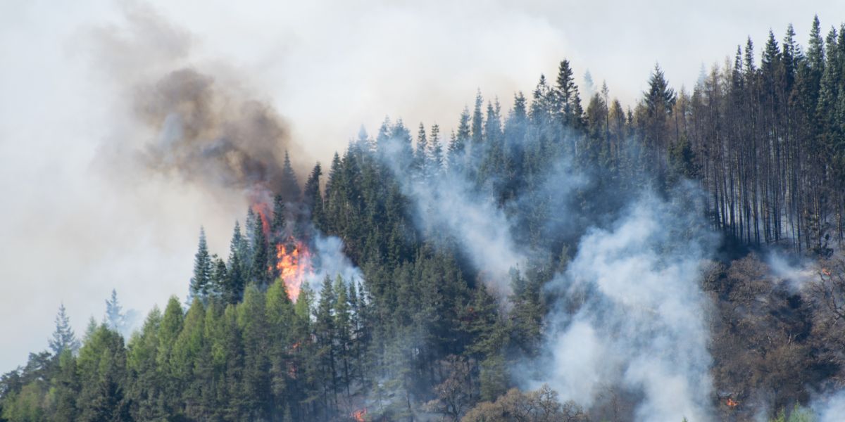 A forest scene showing tall pine trees engulfed in flames, with thick, smoky clouds rising and partially obscuring the green treetops. Some areas of the forest are visibly burning, while others remain green, indicating the fire's spread.